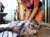 PoulaTo: Main Coon Kittens